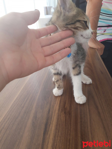 Tekir Kedi, Kedi  Minnoş fotoğrafı