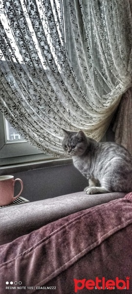 British Shorthair, Kedi  Korsan fotoğrafı