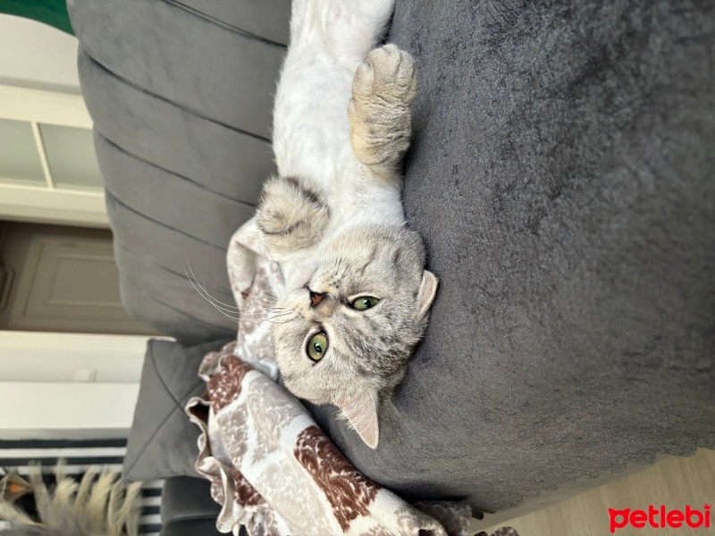 British Shorthair, Kedi  Korsan fotoğrafı