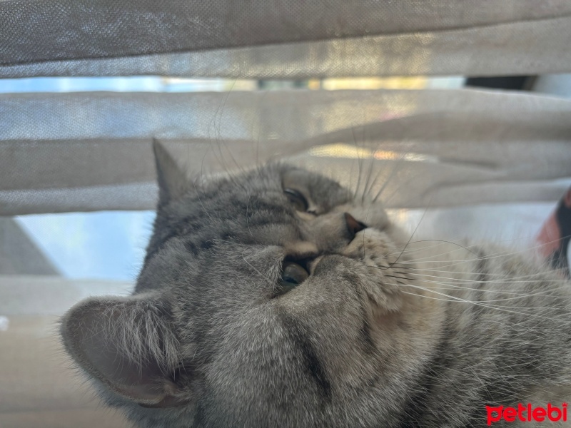 British Shorthair, Kedi  Korsan fotoğrafı