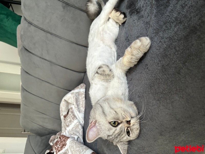 British Shorthair, Kedi  Korsan fotoğrafı