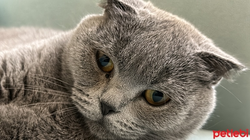 Scottish Fold, Kedi  Mars fotoğrafı