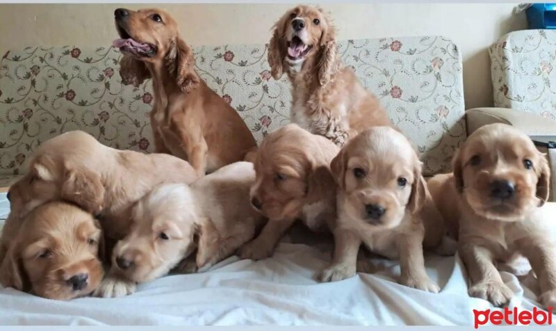 İngiliz Cocker Spaniel, Köpek  İNGİLİZ COCKER 25 MAYIS DOĞUMLU fotoğrafı