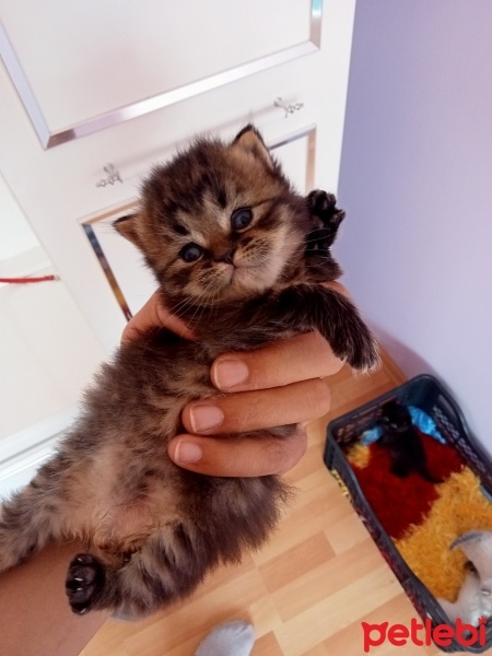 British Shorthair, Kedi  Minnak fotoğrafı