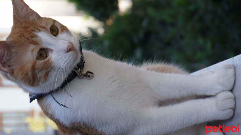 Tekir Kedi, Kedi  Minnoş fotoğrafı