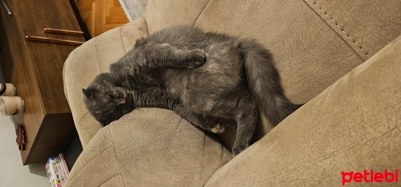 Scottish Fold, Kedi  Gümüş fotoğrafı