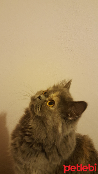 Chinchilla, Kedi  Hera fotoğrafı
