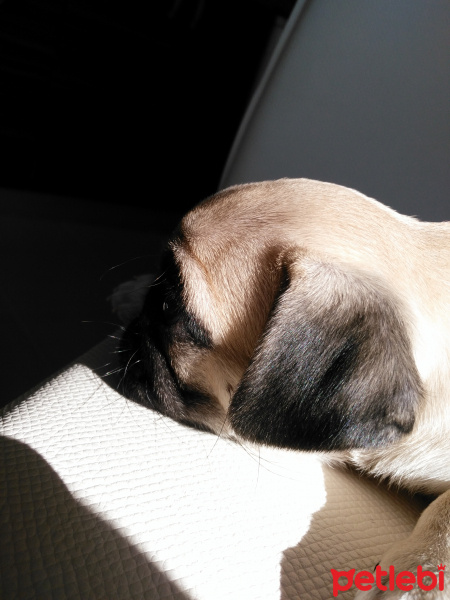 Pug, Köpek  Lisa fotoğrafı