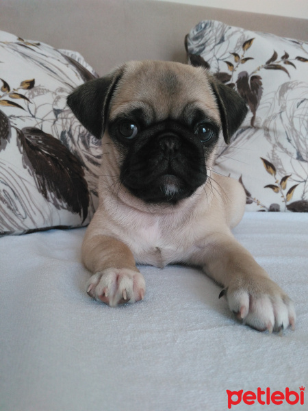 Pug, Köpek  Lisa fotoğrafı