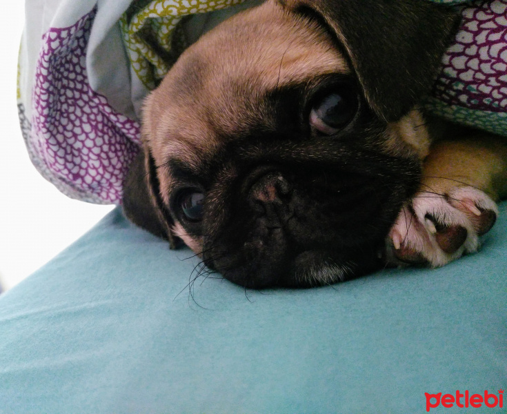 Pug, Köpek  Lisa fotoğrafı