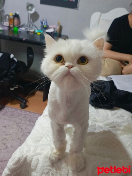 İran Kedisi (Persian), Kedi  Badem fotoğrafı