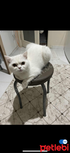 British Shorthair, Kedi  Pamuk fotoğrafı