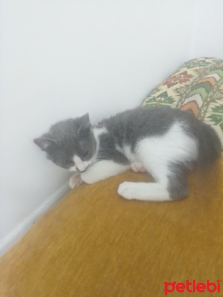 Tekir Kedi, Kedi  Selina fotoğrafı