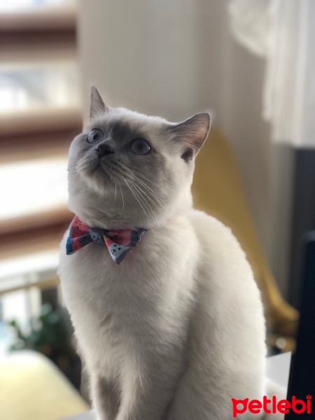 British Shorthair, Kedi  Harry fotoğrafı