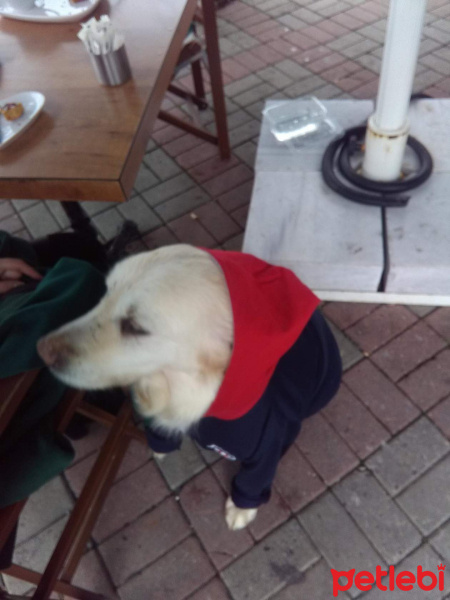 Golden Retriever, Köpek  Miya fotoğrafı