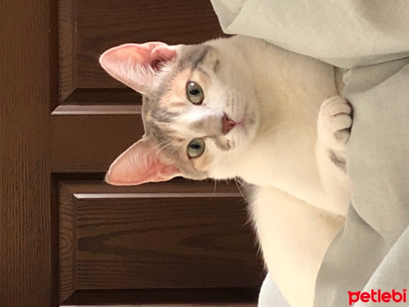 Tekir Kedi, Kedi  Bonita fotoğrafı