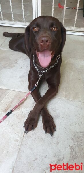 Labrador Retriever, Köpek  Bell fotoğrafı