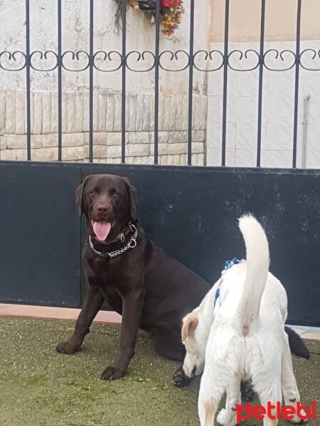 Labrador Retriever, Köpek  Bell fotoğrafı