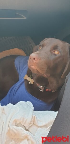 Labrador Retriever, Köpek  Bell fotoğrafı