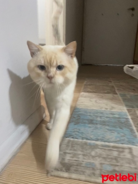 British Shorthair, Kedi  münir fotoğrafı
