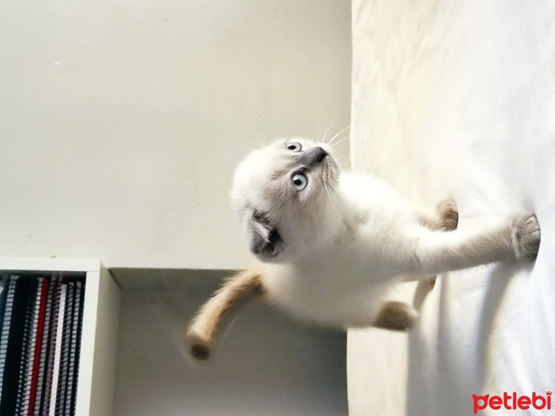 Scottish Fold, Kedi  Zeus fotoğrafı