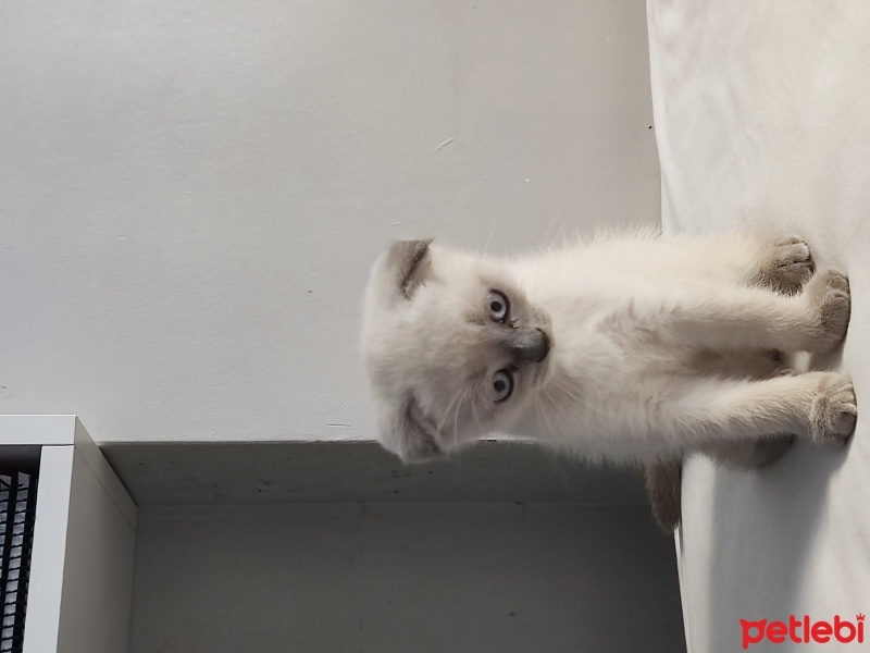 Scottish Fold, Kedi  Zeus fotoğrafı