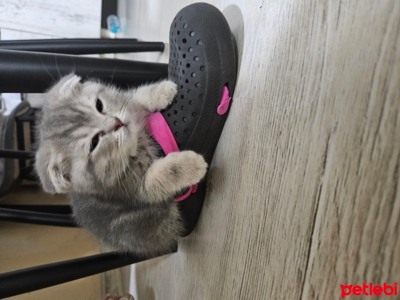 Scottish Fold, Kedi  Çakıl fotoğrafı