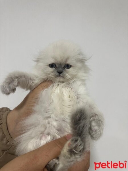 British Longhair, Kedi  British ve schottis fotoğrafı