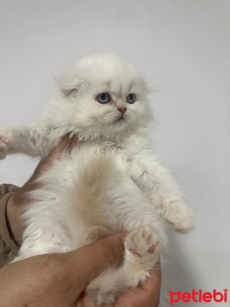 British Longhair, Kedi  British ve schottis fotoğrafı