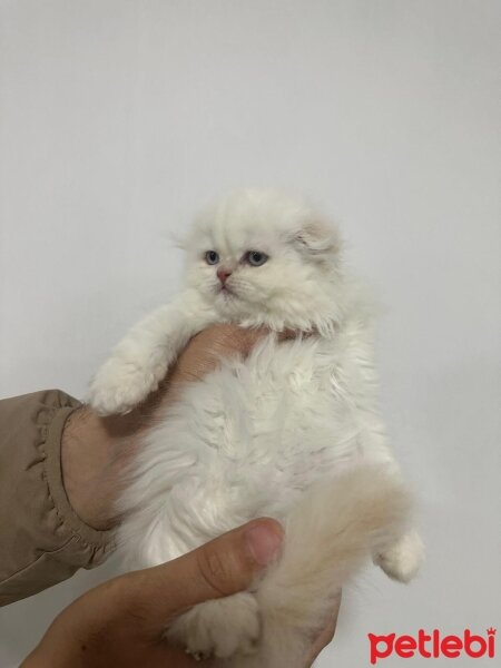 British Longhair, Kedi  British ve schottis fotoğrafı