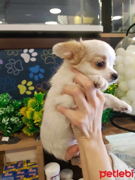 Chihuahua, Köpek  CeyCey fotoğrafı