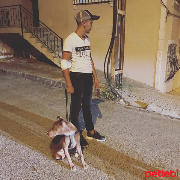Amerikan Pitbull Terrier, Köpek  Lişa fotoğrafı