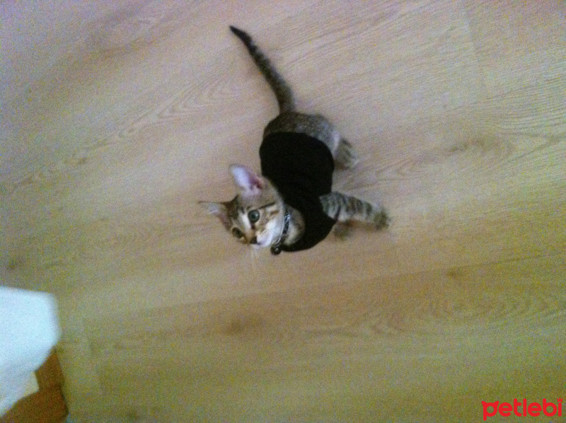 Tekir Kedi, Kedi  Bulut fotoğrafı