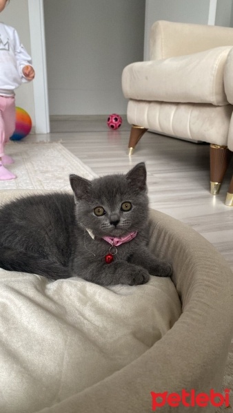 British Shorthair, Kedi  Hera fotoğrafı