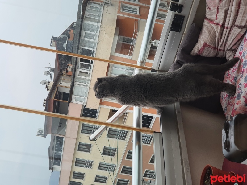 Scottish Fold, Kedi  Lokum fotoğrafı