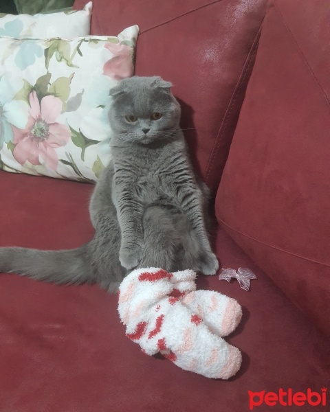 Scottish Fold, Kedi  Lokum fotoğrafı