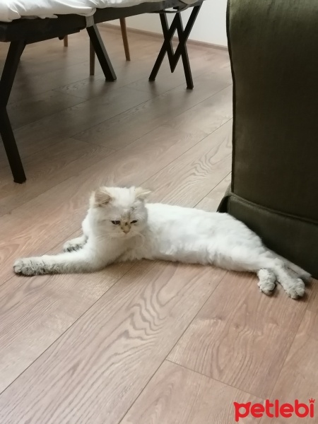 Scottish Fold, Kedi  Paşa fotoğrafı