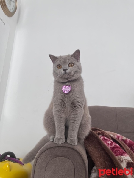 British Shorthair, Kedi  Luna fotoğrafı