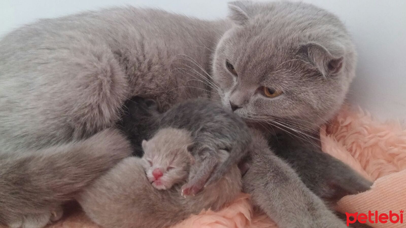 Scottish Fold, Kedi  müezza fotoğrafı