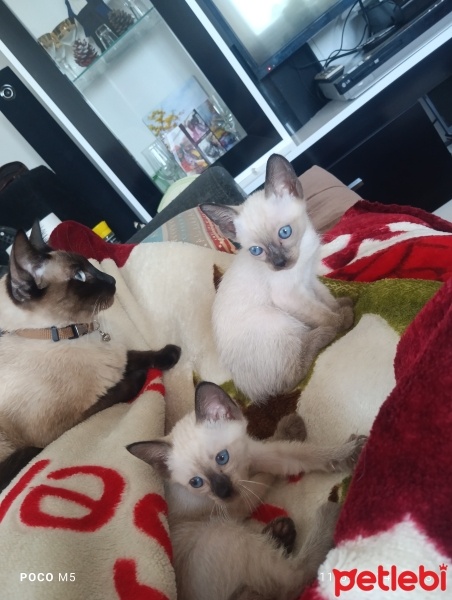 Siyam Kedisi, Kedi  Alf fotoğrafı