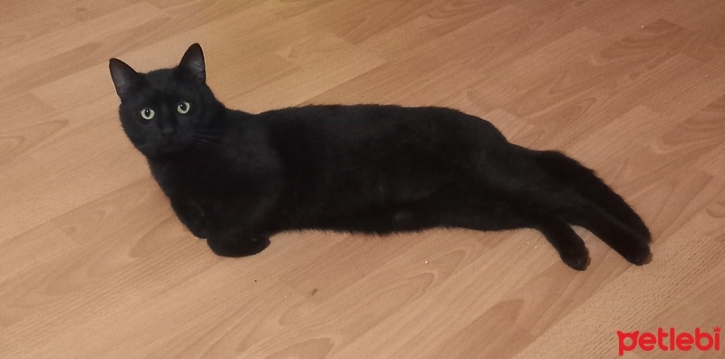 Tekir Kedi, Kedi  Fyodor fotoğrafı