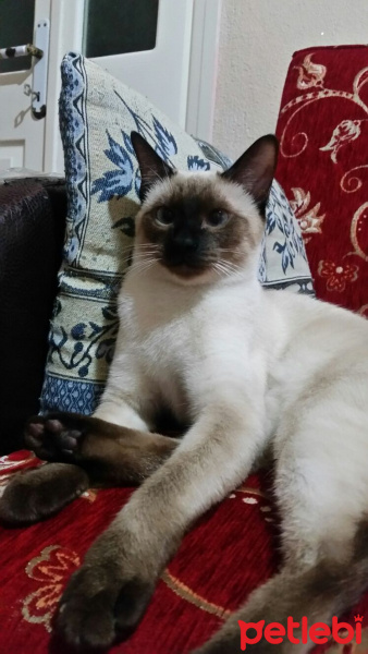 Siyam Kedisi, Kedi  Patisu fotoğrafı