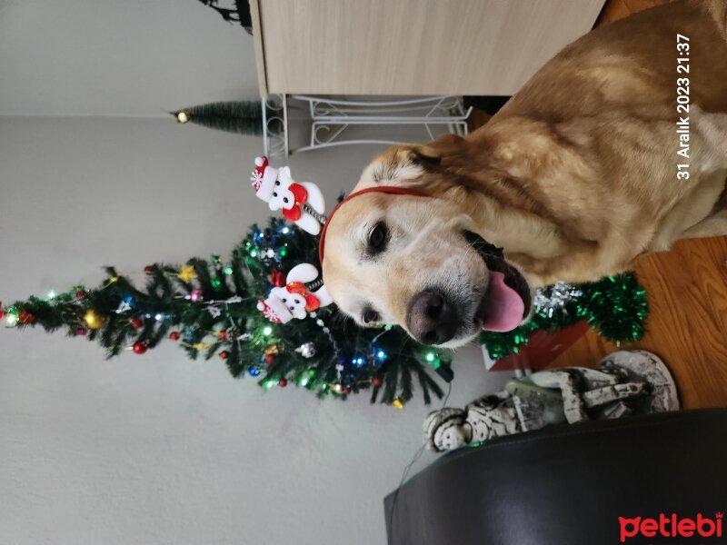 Labrador Retriever, Köpek  Kaju fotoğrafı