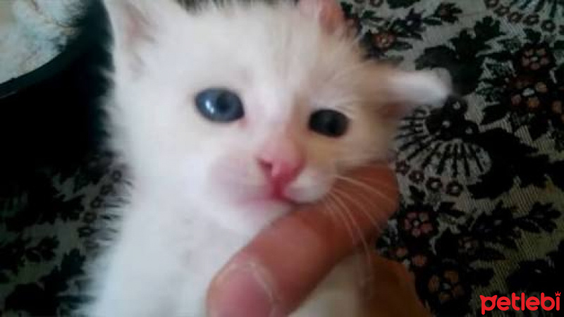Tekir Kedi, Kedi  Fiko fotoğrafı