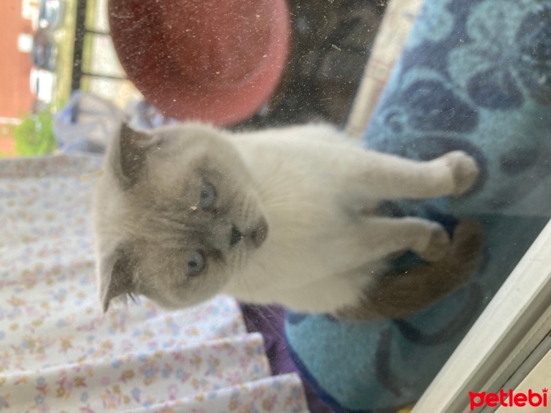 Brazilian Shorthair, Kedi  Lady fotoğrafı