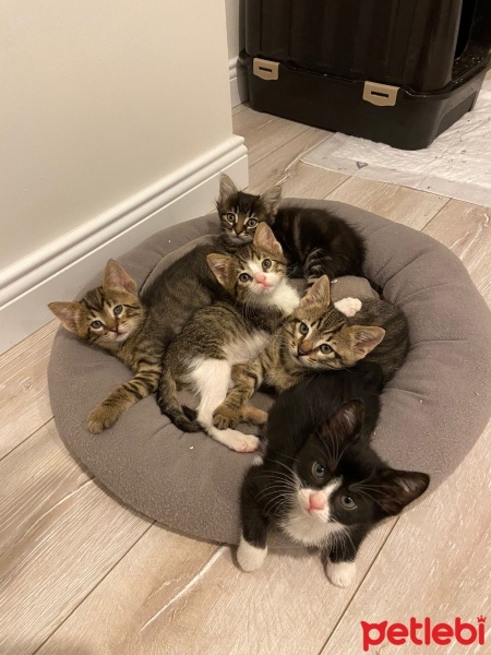 Bengal, Kedi  Bengal/SmokinTekir Kedi yavruları fotoğrafı