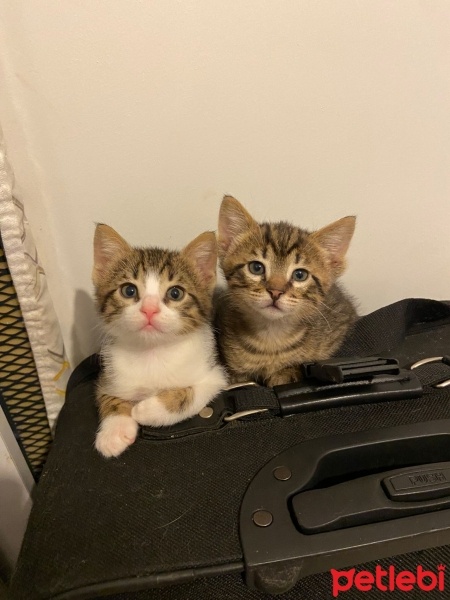 Bengal, Kedi  Bengal/SmokinTekir Kedi yavruları fotoğrafı