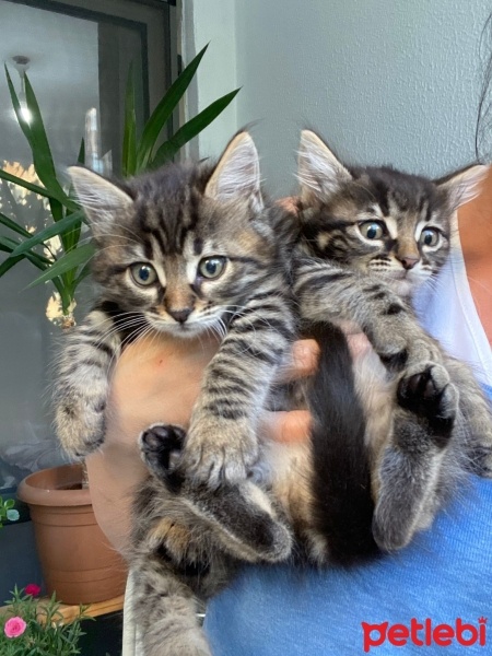Bengal, Kedi  Bengal/SmokinTekir Kedi yavruları fotoğrafı