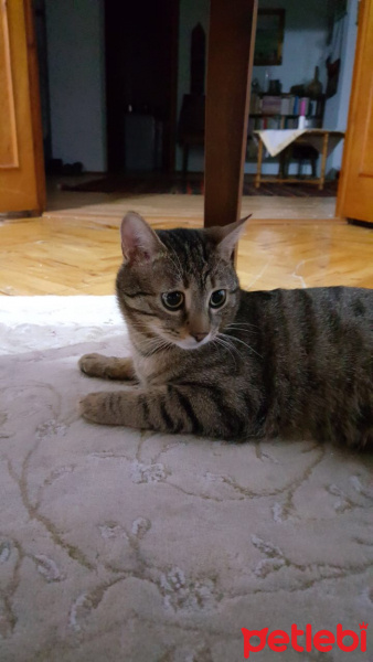 Tekir Kedi, Kedi  Tekila fotoğrafı