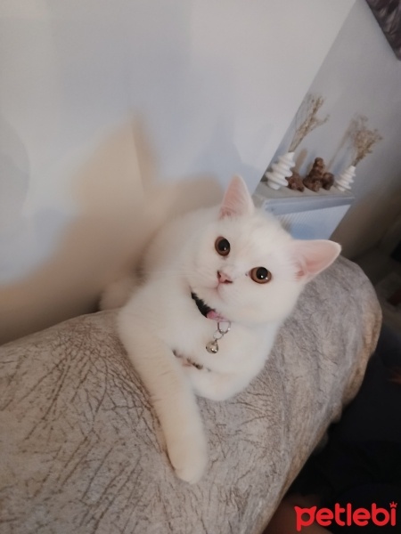 British Shorthair, Kedi  Elsa fotoğrafı